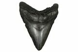 Massive, Fossil Megalodon Tooth - Foot Shark! #186036-2